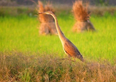 P1400188：ムラサキサギ_R