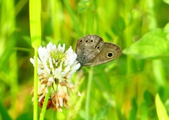 P2000064：ヒメウラナミジャノメ_R