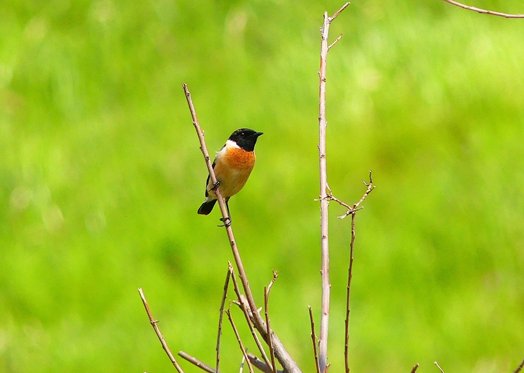 P4860070：夏羽ノビタキ（オス）_R