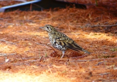 P1800711：トラツグミ_R