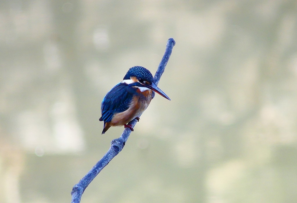 P4640783：カワセミ（メス）_R