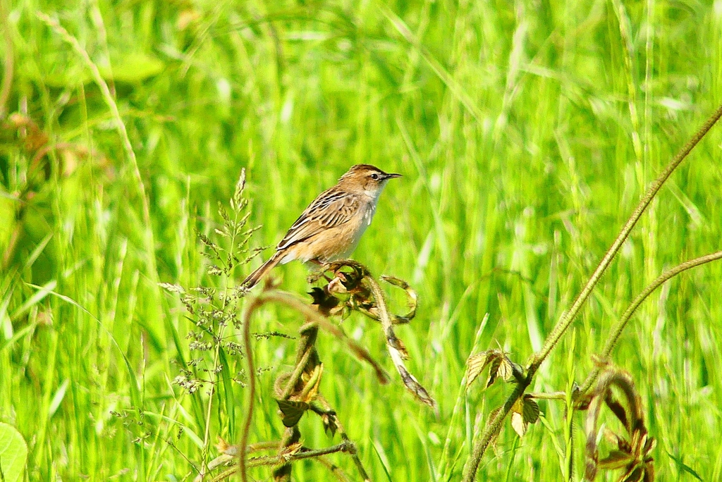 P4970699：セッカ_R