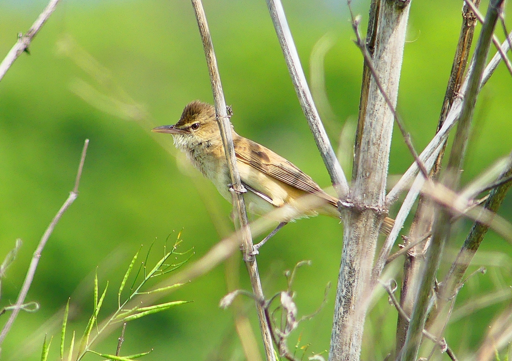 P2000523：オオヨシキリ_R