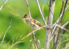 P2000523：オオヨシキリ_R