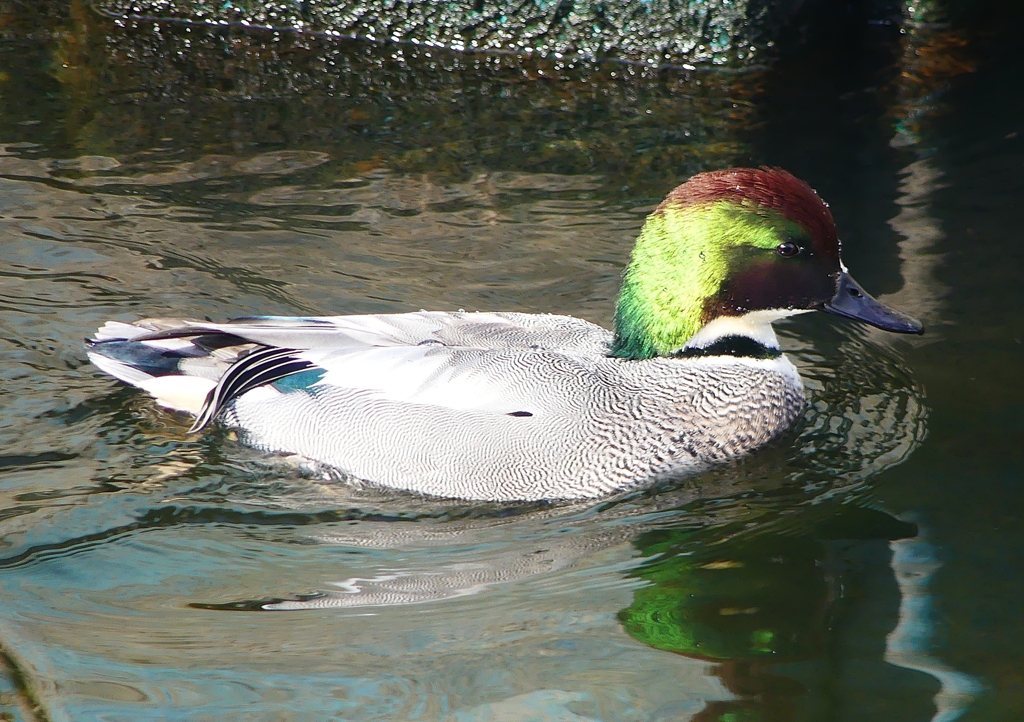 P1590091：ヨシガモ_R