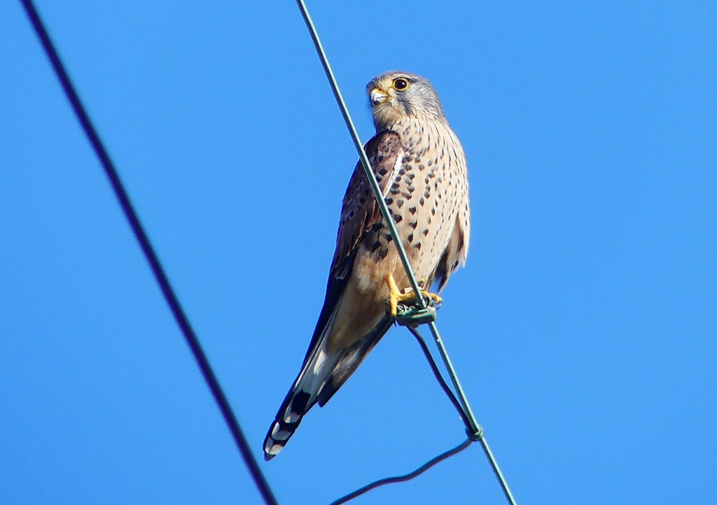 P1460462：チョウゲンボウ_R