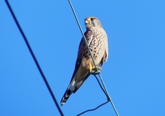 P1460462：チョウゲンボウ_R