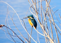 P4610465：カワセミ（オス）_R