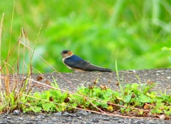 P1030526：コシアカツバメ（幼鳥）_R