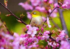 P1870072：河津桜にメジロ_R