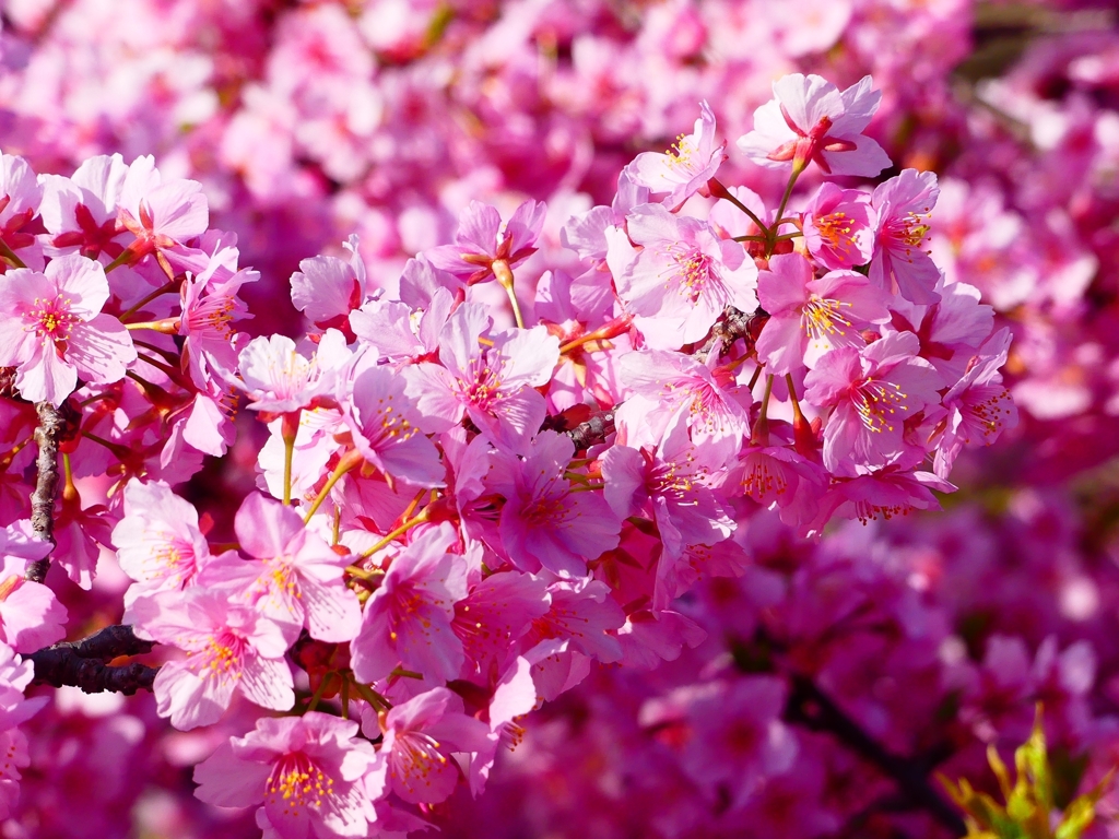 P3900752：河津桜_R