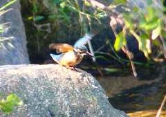 P1270806：カワセミ（メス）_R