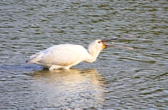 P4470194：ヘラサギ_R