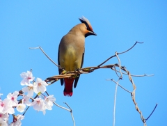 P3980064：桜にヒレンジャク_R