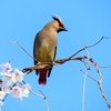P3980064：桜にヒレンジャク_R