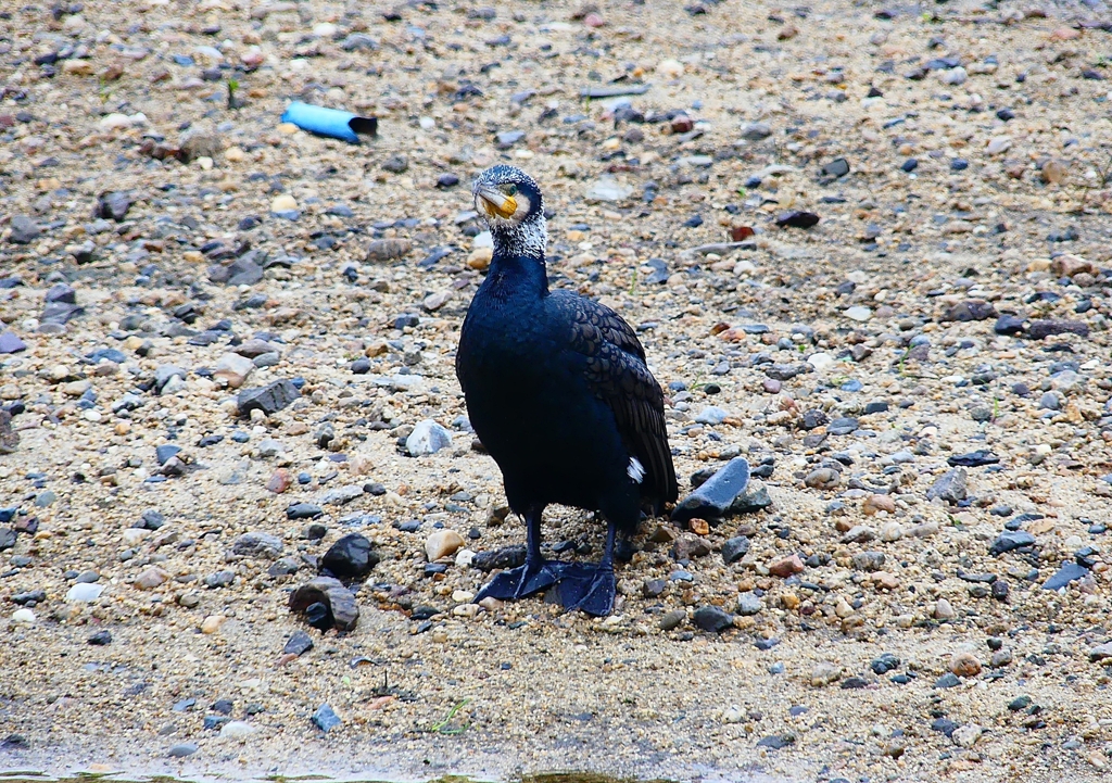 P4560734：カワウ_R