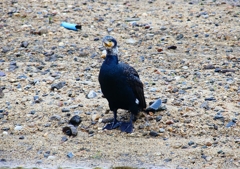 P4560734：カワウ_R