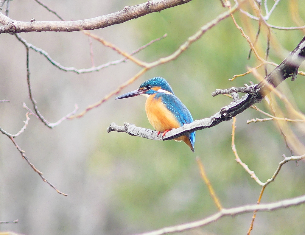 P3870205：カワセミ（オス）_R