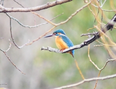 P3870205：カワセミ（オス）_R