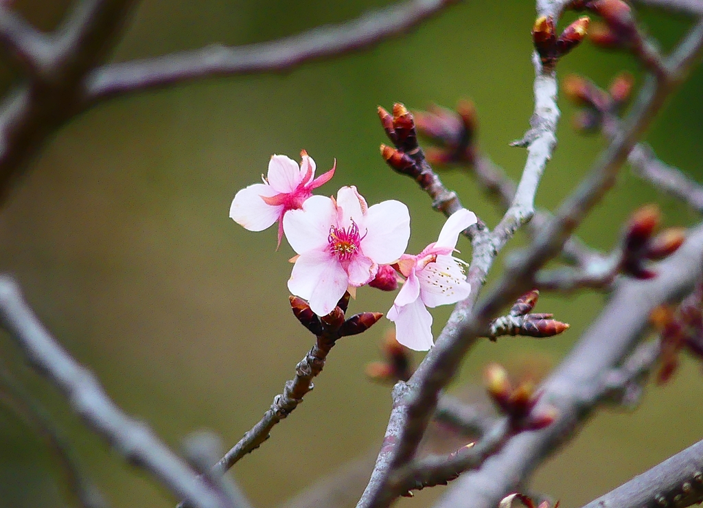 P4710361：河津桜_R