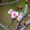 P4710361：河津桜_R