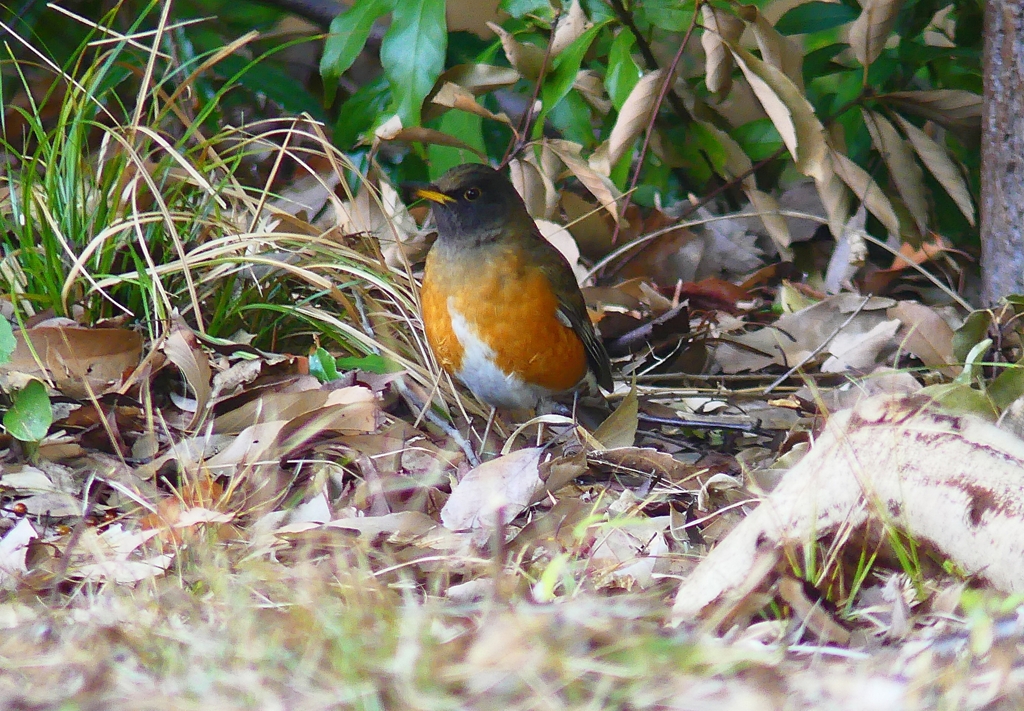 P4710569：オオアカハラ_R