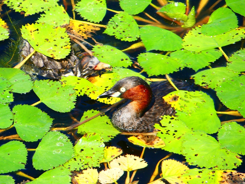 P1130639：カイツブリ_R