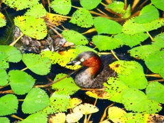 P1130639：カイツブリ_R