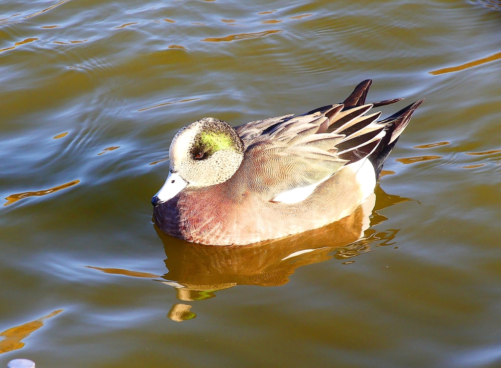 P4570657：アメリカヒドリ（オス）_R