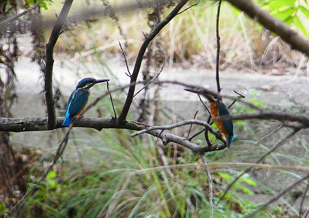 P1260682：カワセミ_R