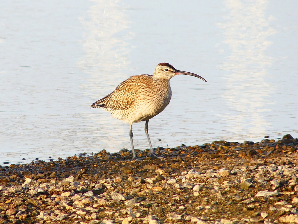 P4950266：チュウシャクシギ_R