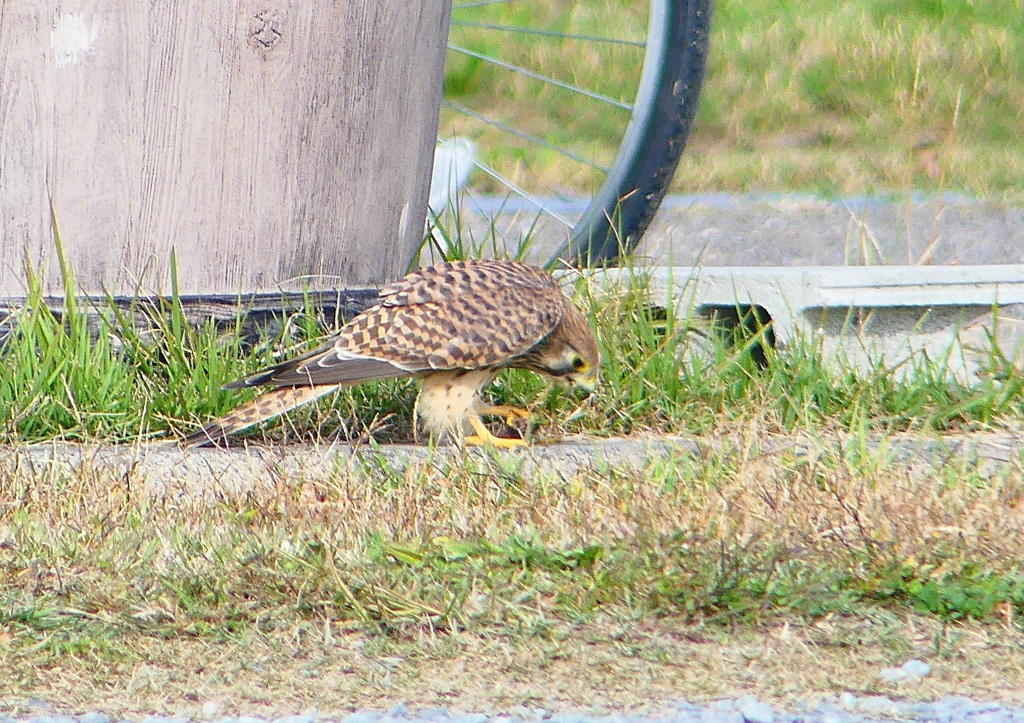 P1380792：チョウゲンボウ_R