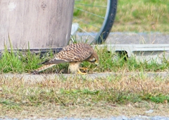 P1380792：チョウゲンボウ_R
