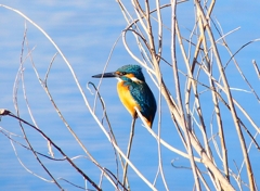 P4610470：カワセミ（オス）_R