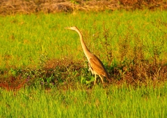 P1390684：ムラサキサギ_R