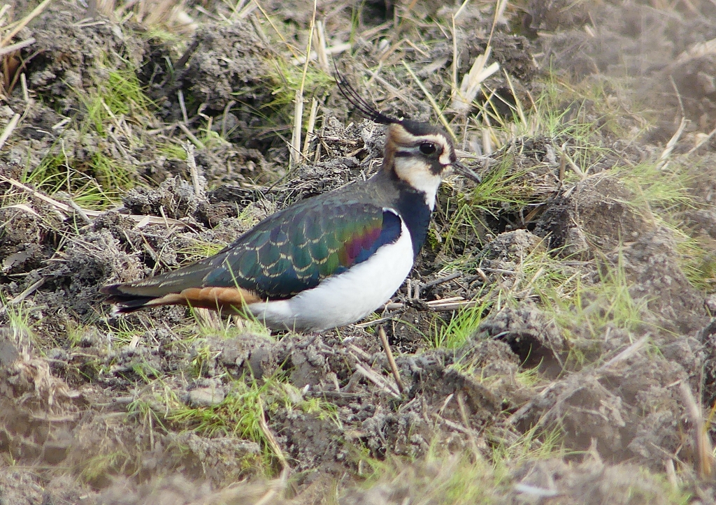P1540700：タゲリ_R