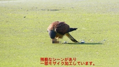 P1990093：チョウゲンボウ-21_R
