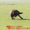 P1990093：チョウゲンボウ-21_R