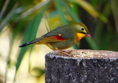 P1520445：ソウシチョウ_R