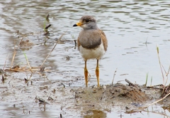 P4990034：ケリ（幼鳥A）_R