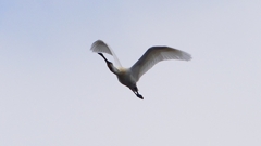 P1680253：飛ぶヘラサギ_R