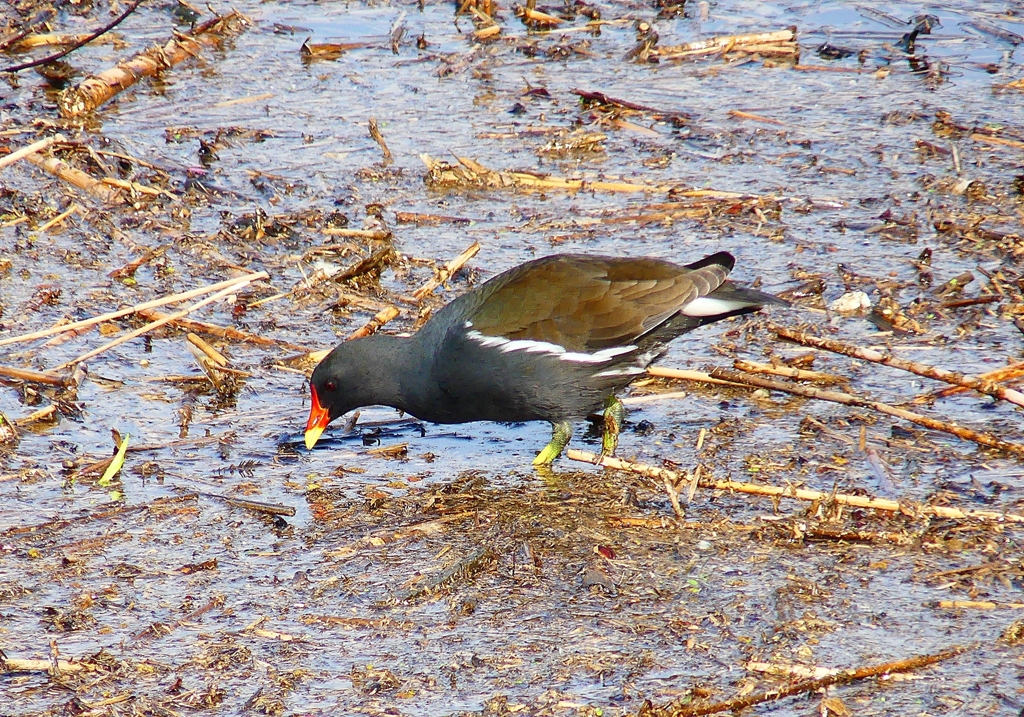 P4850301：バン_R