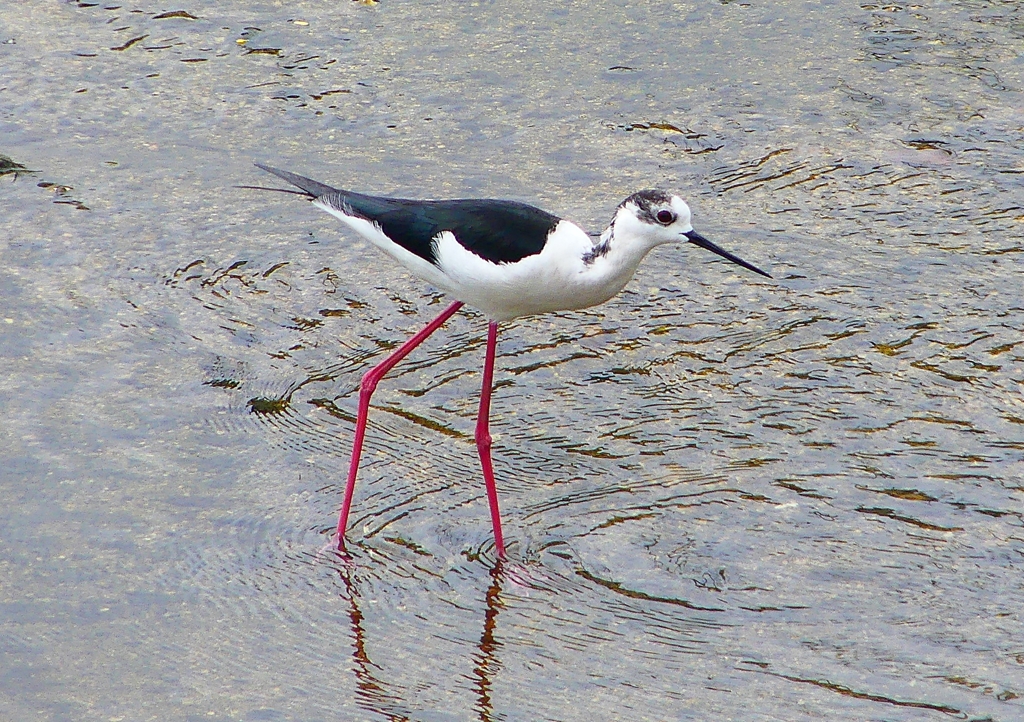 P1950275：セイタカシギ_R