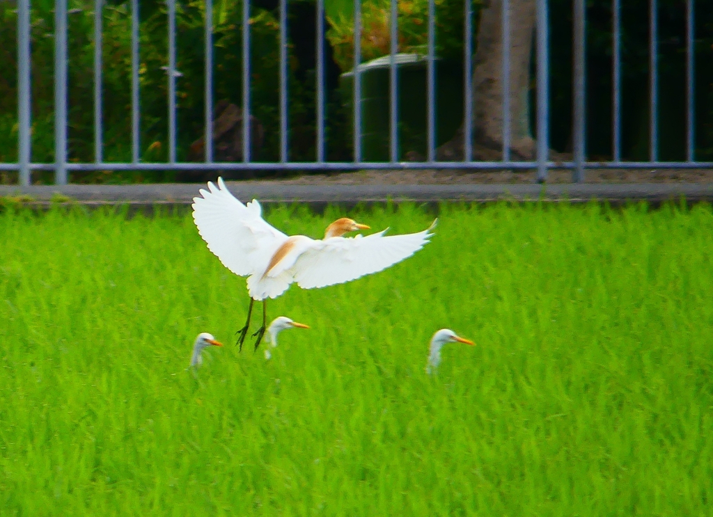 P1050857：アマサギ_R