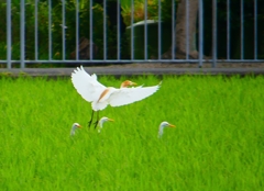 P1050857：アマサギ_R