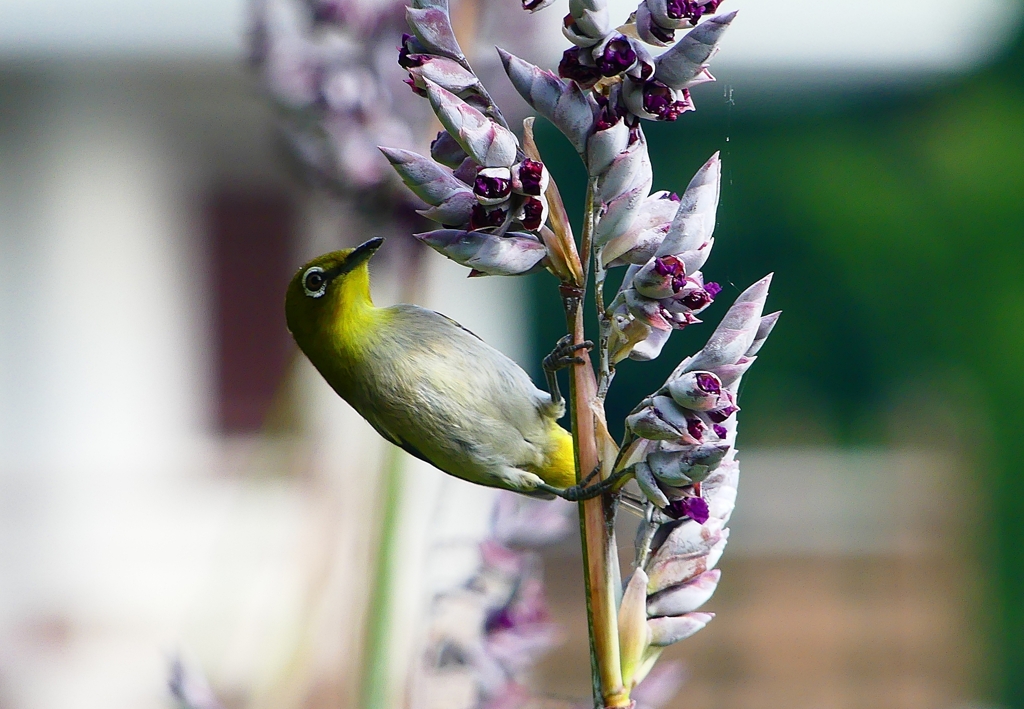 P1020065：メジロ_R