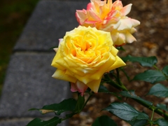 P4120207：バラの花_R