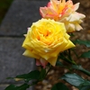 P4120207：バラの花_R