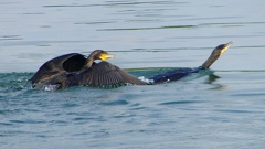 P1110837：カワウのバトル_R