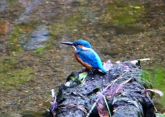 P1310905：カワセミ（オス）_R